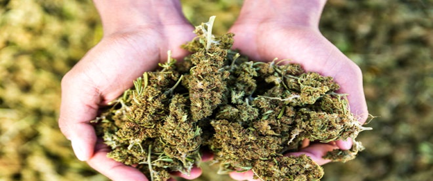 Choosing a THCA Flower and Doses for Consumption